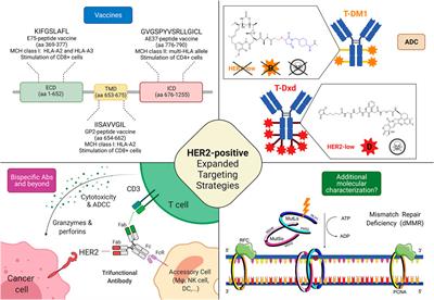 HER2 Low, Ultra-low, and Novel Complementary Biomarkers: Expanding the Spectrum of HER2 Positivity in Breast Cancer